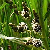 Teichlebewesen im Stefansbachtal Gevelsberg : Blütenpflanzen am Teich